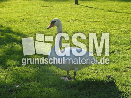 Höckerschwan (8 von 11).jpg